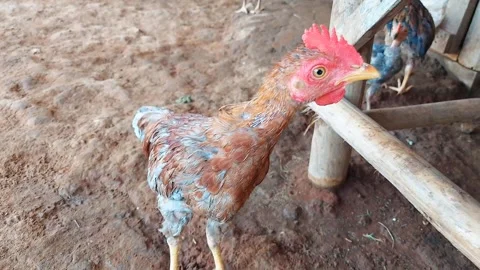 Young Rooster Standing and Looking Around in Rural Farm, FHD Close Up Shot Video stock 319464060