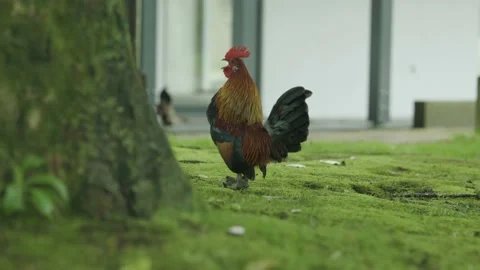 A young rooster standing on the meadow by a tree and crowing Stock Footage 204987826