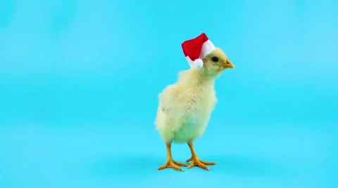 Young rooster standing in Santa hat, a symbol of New Year 2017 Stock Footage 68456792
