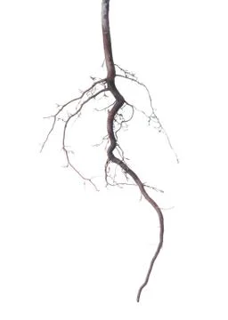 Young roots of tree is isolated on background 写真素材