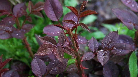 Young rose bush with raindrops Stock Footage 105956342