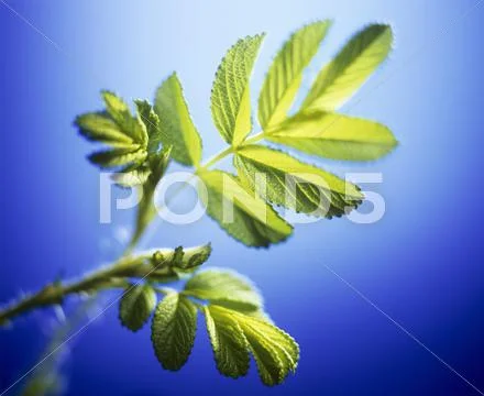 Young rose leaves Stock Photos