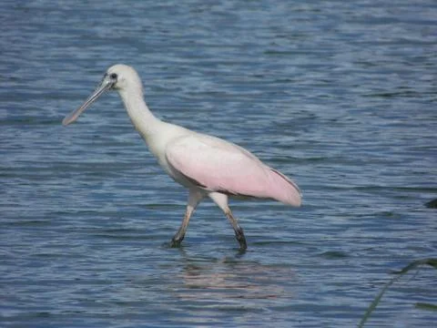 Young Roseate Spoonbill, a pink-feathered wading bird from the Americas Stock Photos