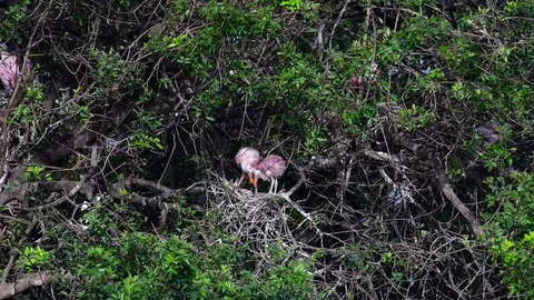 Young Roseate Spoonbills getting ready to leave the nest. Stock Footage 74139335