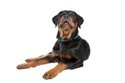 Young rottweiler Stock Photos