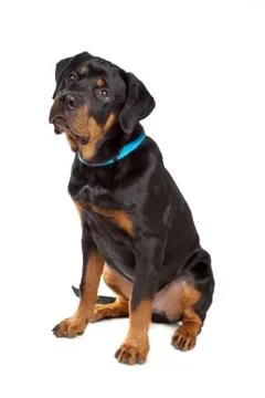 Young rottweiler Stock Photos