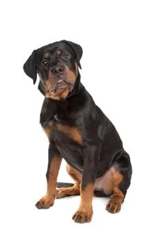 Young rottweiler Stock Photos