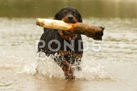 Young Rottweiler Pup Retrieving A Huge Wood From The Water