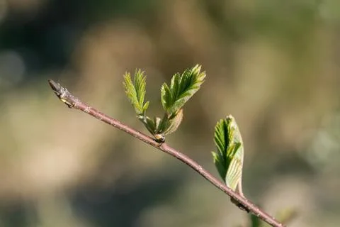 Young Rowan Leaves Emerging in Spring in Norway Stock-Fotos