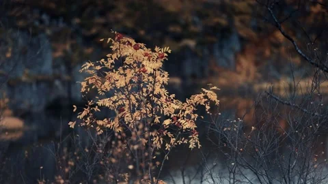A young rowan tree. Bright orange berries on colorful leaves on the Video stock 170684285