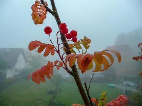 Young rowan tree in the fall. Stock Photos