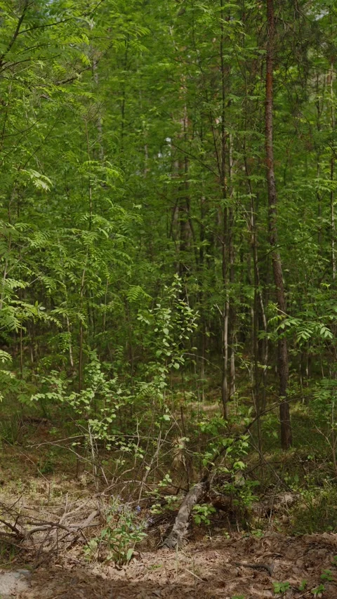 Young rowan tree with green leaves in a pine forest Stock Footage 335012240