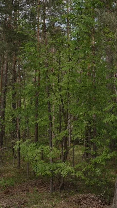 Young rowan tree with green leaves in a pine forest Stock Footage 335012411