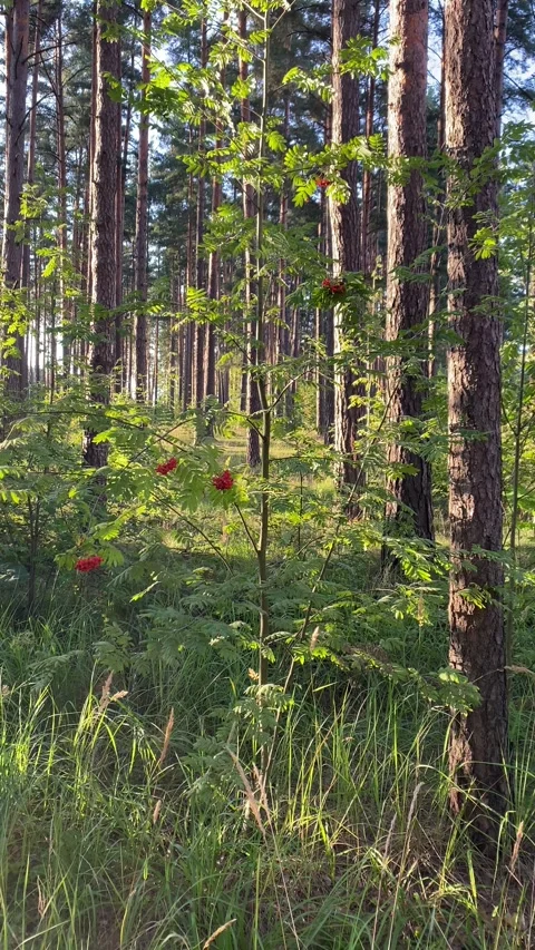 A young rowan tree grows in the forest. Vertical video Stock Footage 281177146