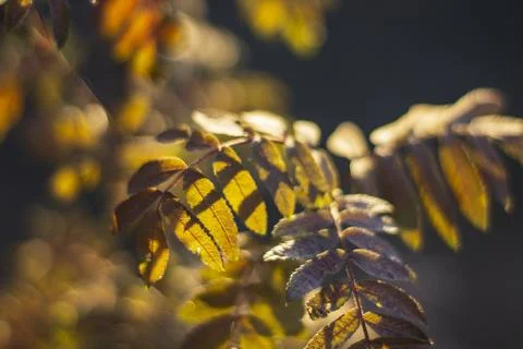Young Rowanberry Tree's Translucent Leaves in Autumn Stock Photos