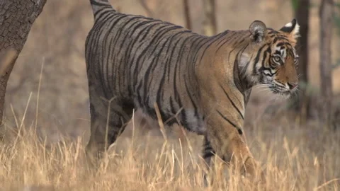 A young Royal Bengal Tiger walking in slow motion and marking its Stock Footage 170376366