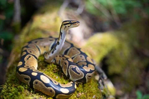 A young royal python lies on the green grass. He lifted his head up and looks Stock-Fotos