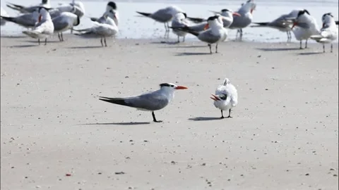 A Young Royal Tern Begging from its Parent Stock Footage 339623781