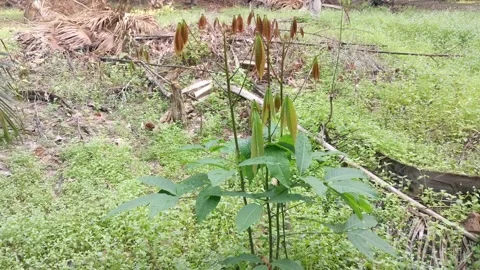 Young rubber tree Video stock 149543211