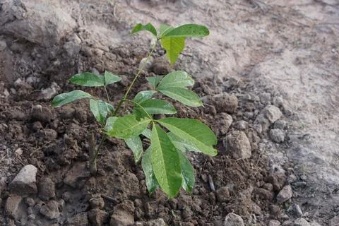 Young rubber tree seedling growing in freshly watered soil. Newly planted Hevea  Фото