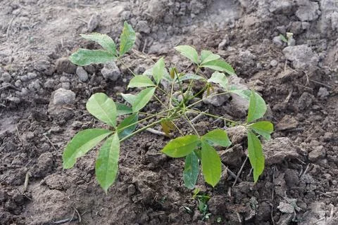 Young rubber tree seedling growing in cultivated soil on a plantation. Fresh gre 写真素材