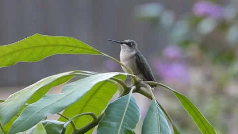 Young Ruby Throated Hummingbird guarding his domain from a Mango tree Stock Footage 344353420