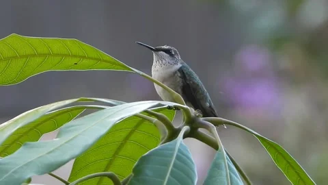 Young Ruby Throated Hummingbird guarding his domain from a Mango tree perch Stock Footage 344353421