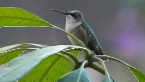 Young Ruby Throated Hummingbird overseeing his domain from a Mango tree perch Stock Footage 344353422