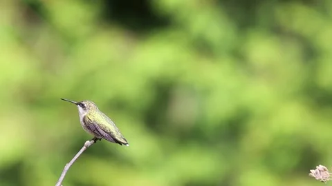 Young Ruby-Throated Hummingbird perched on stick looks around faces camera t 스톡 동영상 205228996