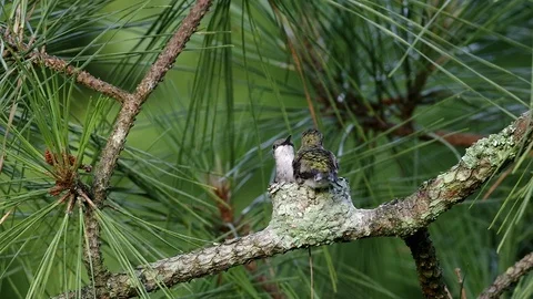 Young ruby-throated hummingbirds exercising their wings Stock Footage