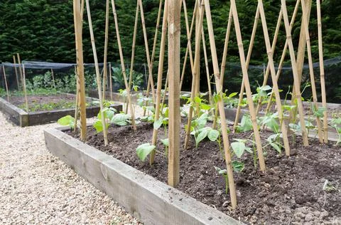 Young runner bean plants with bamboo cane supports Stock Photos