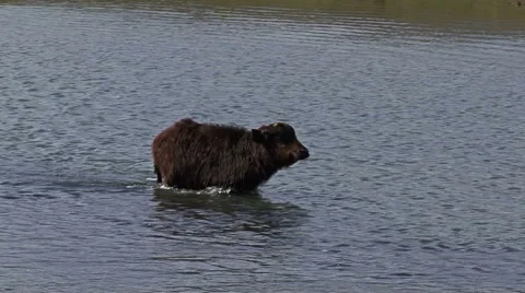 Young Running Buffalo passing the river Stock Footage 42170492