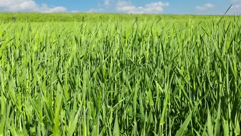 Young rye stalks sway gently in the wind on a green field. Vídeo Stock 342065575