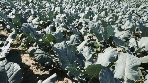 Young сabbage grows in the farmer field. Stock Footage 103804004