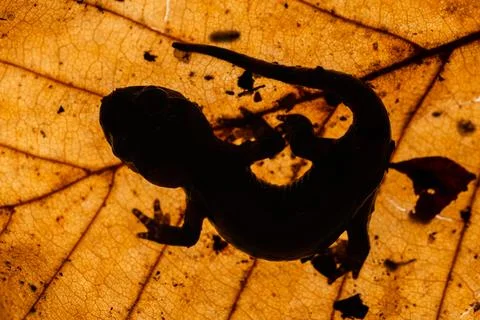 Young salamander on a backlit leaf Stock Photos