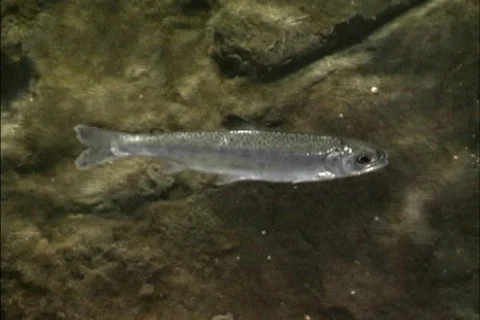 Young salmon Stock Footage 464484