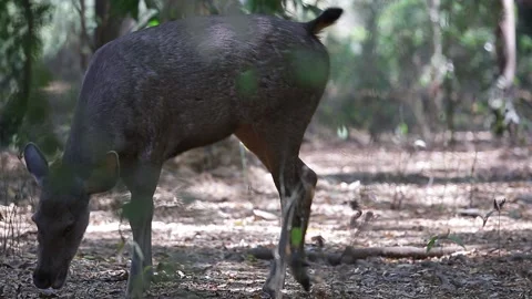 A young sambar deer in India Stock Footage 180609730