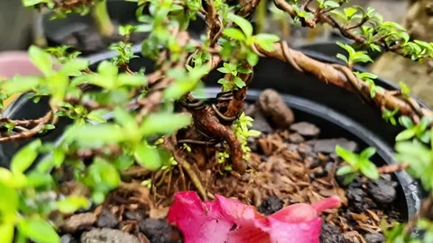 Young Sancang Mini Bonsai in Training with Aluminum Wire Shaping Video stock 333180766