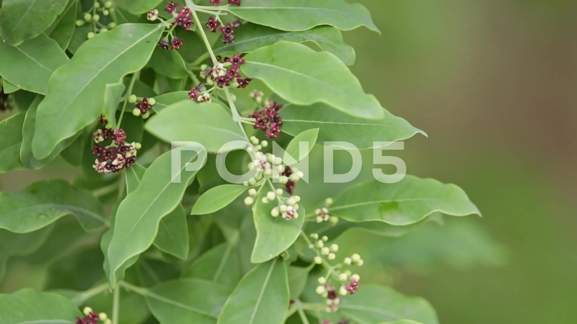 Buy Capsule of Sandalwood Bark / White Sandal Tree santalum Album  Wildcrafted Fresh Natural Herbs FREE SHIPPING Online in India - Etsy