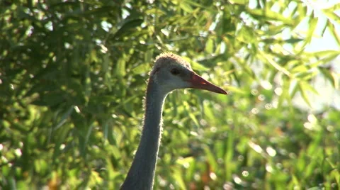 Young sandhill crane close head Stock Footage 5087612