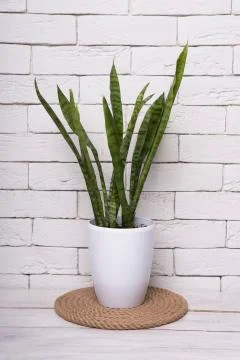 Young Sansevieria in a white pot Stock Photos