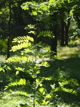 Young sapling acacia Stock Photos