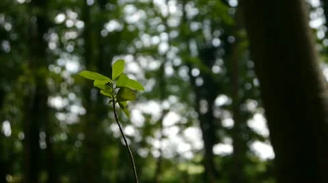 Young Sapling in Forest With Burst of Sun Stock Footage 11235510