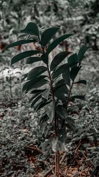 Young Sapling in Forest Undergrowth Stock Photos