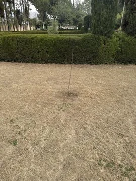 Young Sapling in a Formal Garden Stock-Fotos