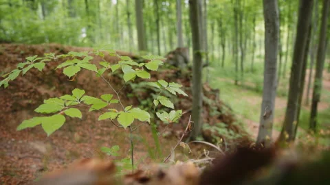 Young Sapling Fresh Green Leaves, Forest Floor Close Up, Defocused Woodland Stock Footage 327457093