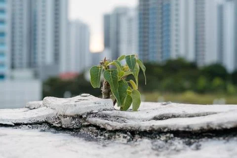 Young Sapling Growing on Concrete Stock Photos