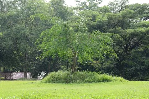 Young Sapling Growing On Grassy Mound. Stock Photos