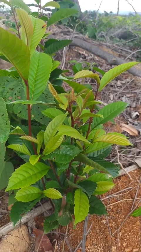 Young Sapling Growing in Soil - Reforestation Vertical B-Roll Stock Footage 336654045
