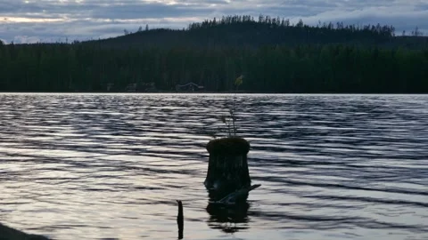 Young sapling grows from moss-covered stump emerging from calm lake at twilight Stock Footage 318196026